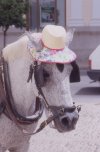 horse in Ronda