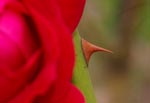 Difendo il mio fiore
