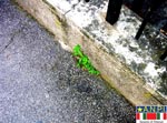 La radice - 1