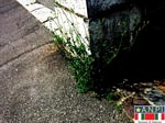 La radice - 2