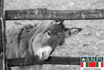 Italiano medio