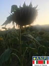 I girasoli stanchi del parco storico di Monte Sole