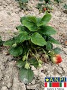 Le mie fragole arrossiscono timide ma audaci