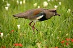 uccello petulante