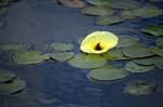 il fiore giallo