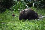 capibara e un amico