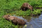 capibara