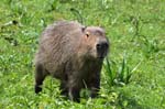 capibara