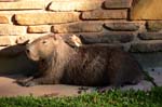 capibara in simbiosi