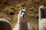 sguardo di lama