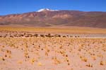 Campo amarillo