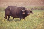 bufalo