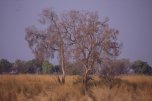 delta de l'Okawango