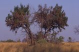 delta de l'Okawango