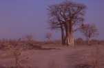 baobab