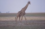 giraffa