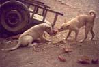 dogs