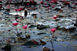 water flowers