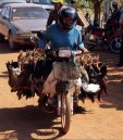 chicken transport