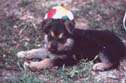 cucciolo