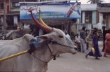 Mahabalipuram: cow