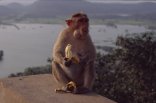 Tirukkallikundram: monkey
