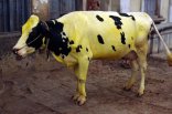 yellow cow