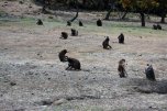babboons on Semien 