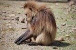  gelada babboon