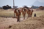 camels' caravan