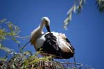 storks at Hunewhir