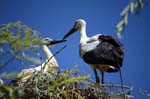 storks at Hunewhir