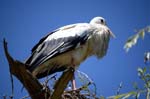 storks at Hunewhir