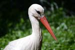 storks at Hunewhir