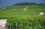 vigneti