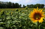girasole