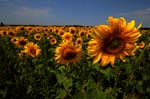 girasole