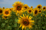 girasole