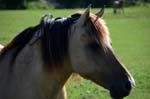 ritratto equino