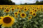 yellow flowers