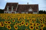 casa nei campi di girasole