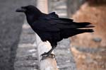 corvo nero