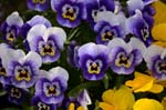 north flowers