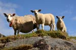 sheeps