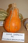 zucca