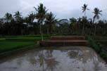 rice fields