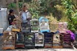 bird cages