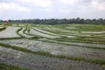 rice fields