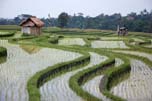rice fields