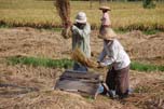 working rice